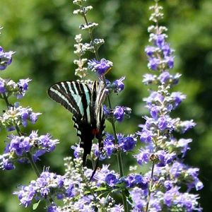 Meet your Posher, Amelia